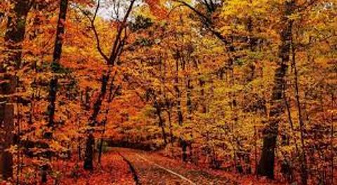 Fall 35&over and 45&over Schedule and Rosters Posted!