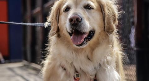Community Partners Take Centre Stage During Bark in the Park Day