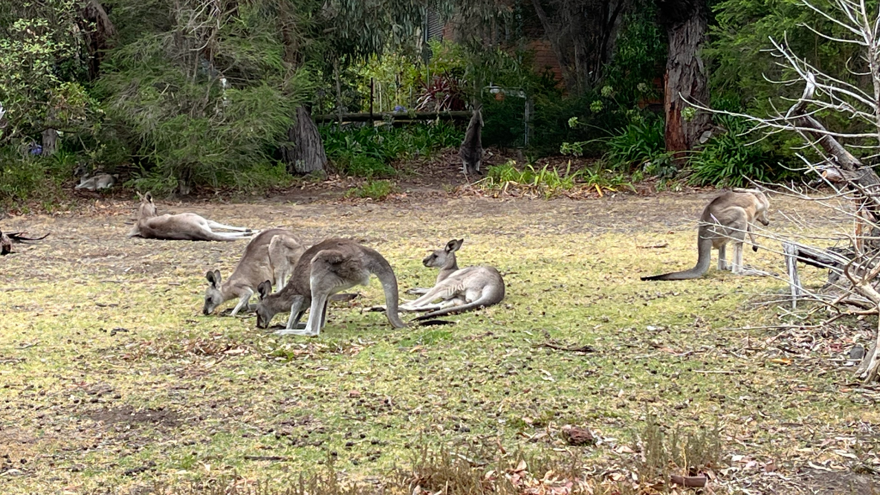 Kangaroos
